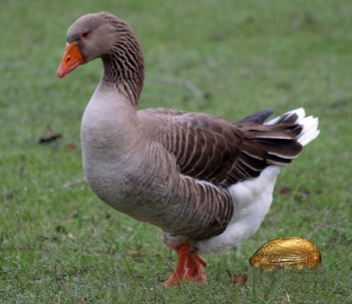 goose and an egg